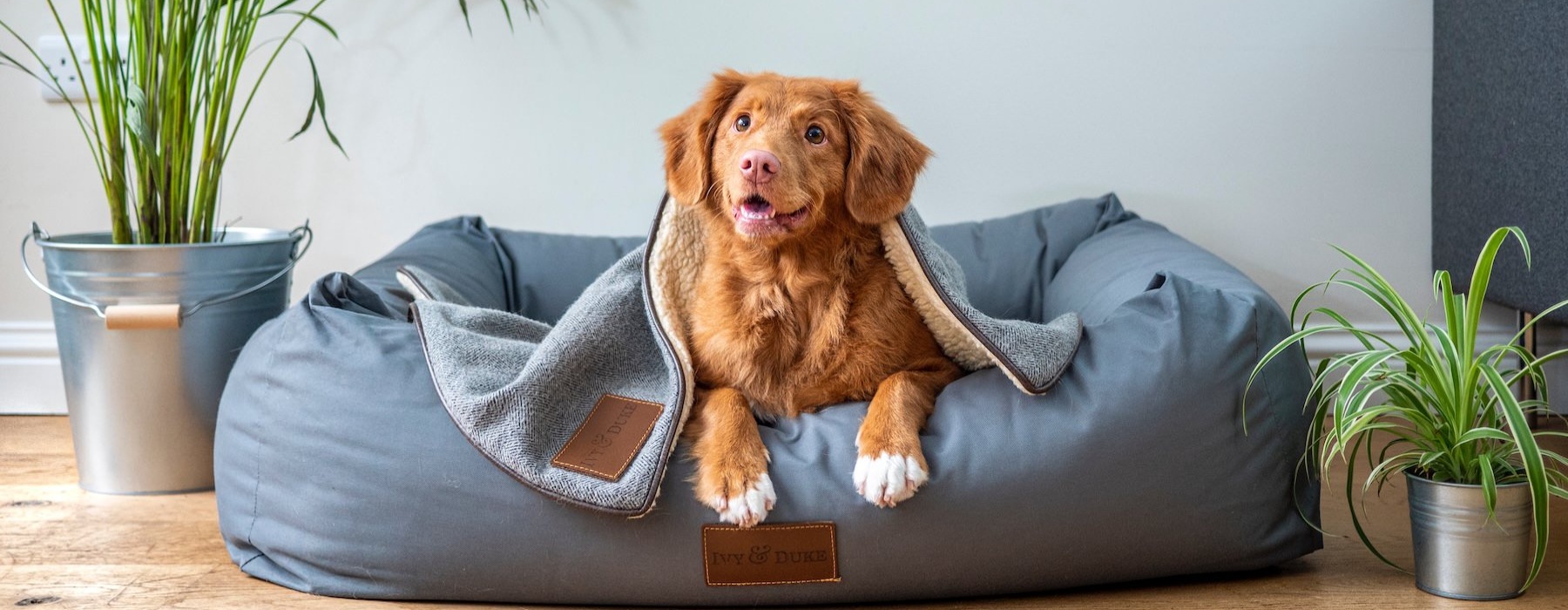 a dog sitting in a dog bed